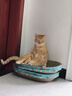 网易严选全价冻干双拼猫粮3.0成猫幼猫干粮鲜鸡肉7.2kg【囤货装】宠物金选 实拍图