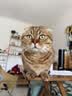 皇家室内成猫粮 I27 通用粮 12月以上 2KG 实拍图