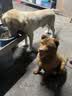 醇粹狗粮40斤装 爱你通用犬粮大中小型拉布拉多成犬狗粮20kg囤货装 实拍图