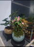 开时果 小盼菩提树盆栽带果发货 客厅绿植花卉禅意盆景室内桌面招财植物 莲花古陶盆+紫砂托盘（6-10颗大果） 小盼菩提（带果发货-含盆植） 实拍图