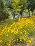 奥克斯（AUX）按摩靠垫椅按摩垫全身躺垫按摩仪颈椎肩颈腰背部揉捏按摩器生日礼物实用送爸爸妈妈老人长辈 【气囊夹捏款黑】3D气囊夹捏+上下行走+大面积热敷 【高档礼盒包装】全背游走真舒服 实拍图