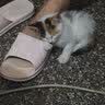 美人喵小安心猫粮幼猫1到3月奶糕专用离乳期4到12月全价小猫奶猫幼猫粮 【1-6月】羊奶幼猫粮8斤 实拍图