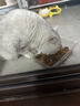 皇家猫粮 英短成猫粮 BS34 通用粮 12月以上 10KG 实拍图