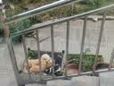 麦富迪猫罐头 barf霸弗主食猫罐头猫咪零食湿粮成猫呵护泌尿100g*12罐 实拍图