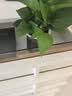 【绿萝盆栽】吸甲醛净化空气水培绿植物懒人花卉好养搬家礼物全 【畅销5盆】绿萝+轻奢灰色繁星吸水盆 整体含盆高度20-25cm 实拍图