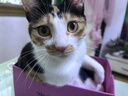 弗列加特98%高含肉量 FPMR生骨肉猫主食罐 成猫湿粮猫罐头 散养火鸡味45g 实拍图