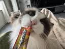 倔强尾巴原味低粉尘豆腐猫砂Max新升级 双效除臭持久无尘低敏 2.5KG*4袋 实拍图