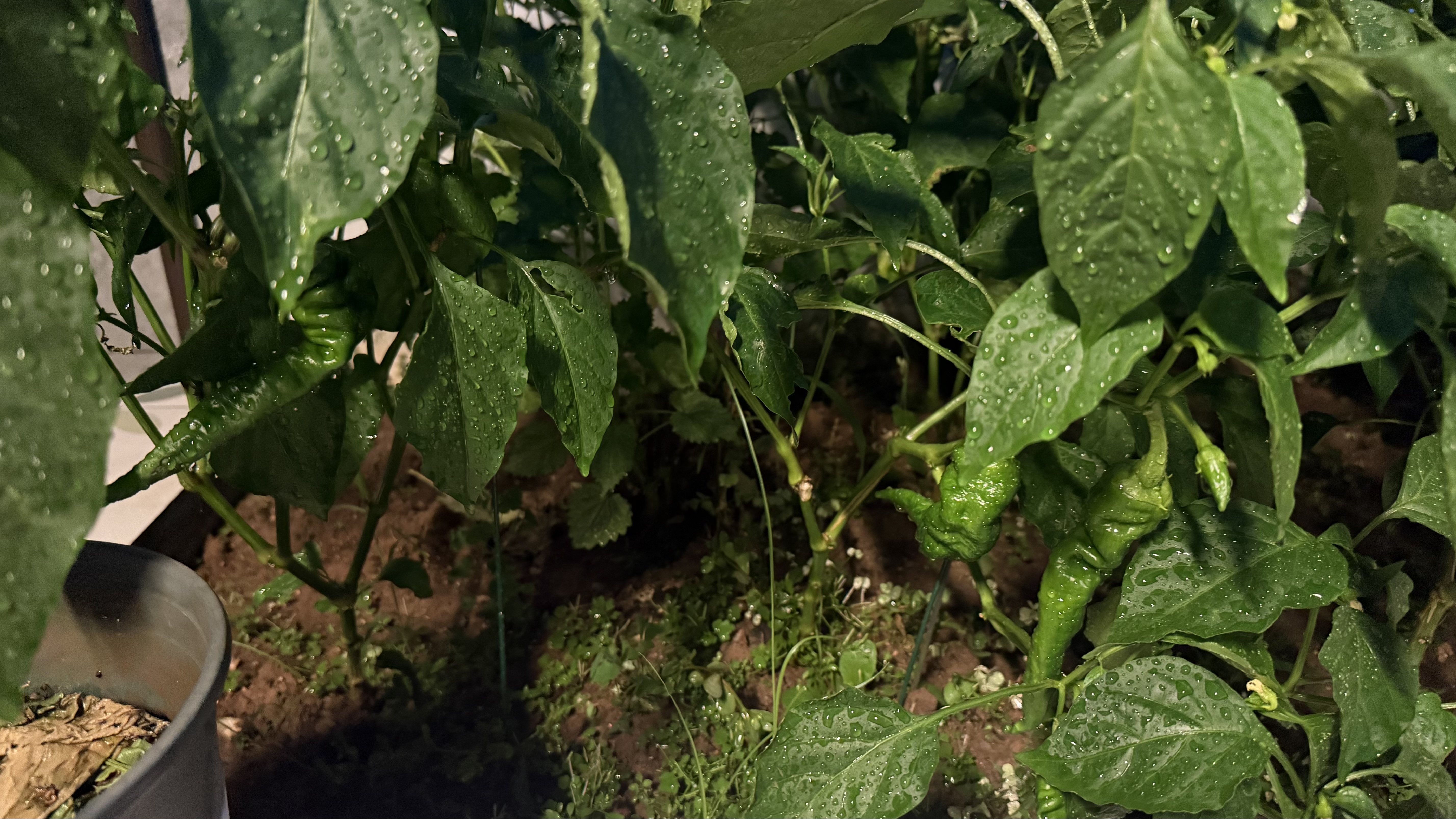 绿园匠花卉爬藤架植物防倒伏支撑杆玻纤固定盆栽护花叶花支架48厘米10支 实拍图