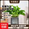 特价绿萝盆栽室内客厅办公室吸甲醛净化空气水培植物绿植花卉好养 【抢手2盆】绿萝+轻奢灰色繁星吸水盆 整体含盆高度20-25cm 实拍图