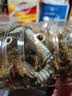 暮秋小主宠物玉米蛇活物爬宠幼体异宠翠青开食王蛇活体苗子幼崽真蛇无毒 金边苗 实拍图