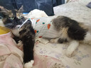 欢宠网宠物猫咪绝育服猫手术服母猫衣服断奶术后恢复猫猫小猫透气防舔衣 实拍图