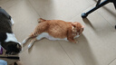 凯锐思豆腐猫砂除味猫沙豆腐砂豆腐渣低粉尘大颗粒结团吸水可冲厕所 【性价比豆腐砂试用】1包共4.6斤 实拍图