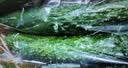 【水果菜】紫溪山嫩黄瓜约550g 实拍图