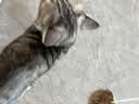 HELLOJOY猫玩具天然兔毛球猫薄荷丰容玩具小猫逗猫棒猫咪玩具自嗨解闷神器 实拍图