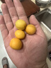 京鲜生 空运直飞新疆小白杏 3斤 单果12g+ 新鲜应季时令水果 爆甜 实拍图
