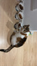 伟嘉猫粮成猫全价猫粮亮毛均衡营养10kg海洋鱼味夹心粮【原料透明】 实拍图