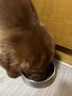 心粮狗粮中大型成犬粮15kg金毛柴犬边牧拉布拉多通用 牛肉味15kg【增肌壮骨】 实拍图
