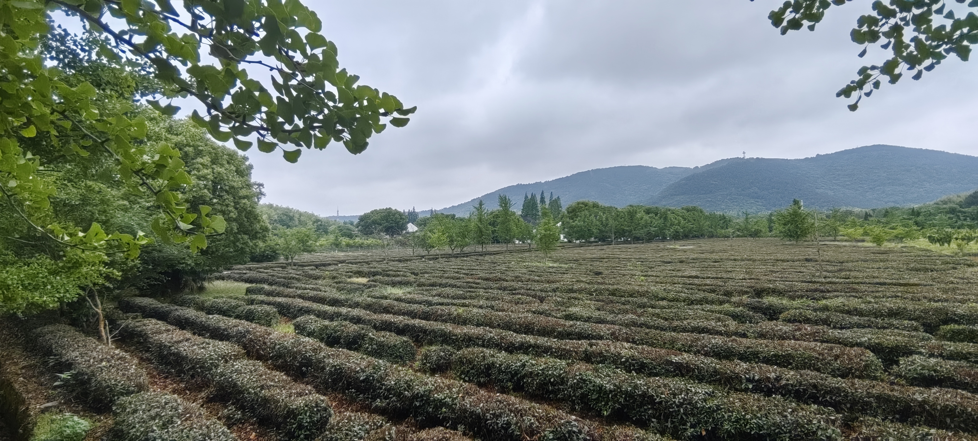 富爸爸切件泡菜750g/瓶 辣白菜 韩式酸辣白菜泡菜 实拍图