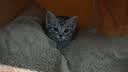 江小傲羊奶粉猫用奶粉幼猫专用猫粮成猫孕乳猫咪成猫产后奶糕小奶猫 羊奶粉2盒（5g*80支） 实拍图