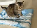 乐优派宠物冰垫猫窝猫垫狗垫夏季凉席凉垫子冰窝防水 方形65*50cm 实拍图