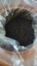 宝然特级正山小种 2026新茶福建蜜香型2罐装共500g茶叶礼盒装端午节 实拍图