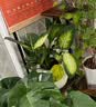 美乐棵 天南星科营养土养花花肥园艺种植土花土肥料盆栽绿植专用土壤8L 实拍图