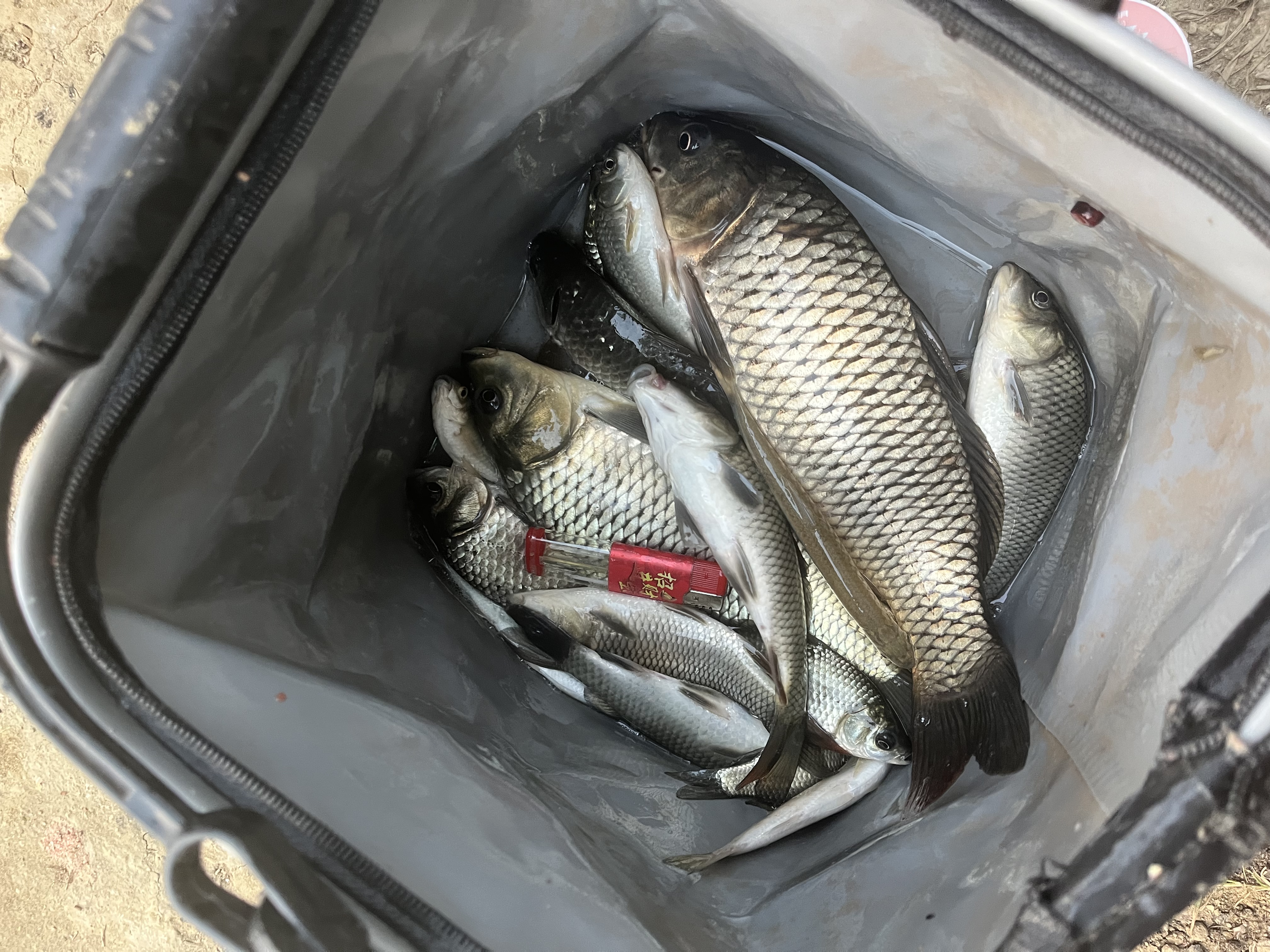 龙王恨鱼饵蓝鲫X5青春版腥香饵江河黑坑野钓鲫鲤草鳊鱼通杀综合钓鱼饵料 蓝鲫X5-香腥(300g/1包) 实拍图