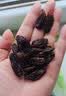 徽天赐红香妃葡萄干500g新货无核无籽提子干新疆特产免洗即食果脯食品 特级红提葡萄干【100g】精选大果 实拍图