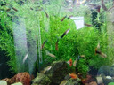 燕之雁 鱼缸LED水草灯 三档变色 照明灯 增艳灯 适用鱼缸38-50cm 10W 实拍图