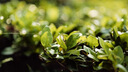 松下S9（18-40mm F4.5-6.3）套机 （Panasonic）全画幅微单 实时Lut 滤镜直出 连接app极速分享-灰银 实拍图