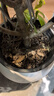 叹为观止大型植物发财树各种大颗盆栽开业乔迁客厅办公室内好养大型花卉 造型鸭脚木【1.5-1.7米】 含盆 实拍图