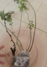 四万公里蓝莓树苗 薄雾 果树树苗南北方种植阳台盆栽地栽源头直发 实拍图
