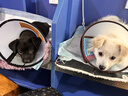 憨憨乐园伊丽莎白圈耻辱圈狗狗猫项圈猫咪头套宠物脖套大型犬防咬圈用品1 实拍图