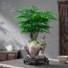 花翁文竹盆栽绿植物室内客厅中式禅意盆景办公室摆件高端花卉源头直发 实拍图