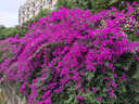JOCBO【德国】免打孔花洒支架浴室花洒淋浴头固定器可旋转调节喷头底座 旋转免钉支架【掉落换新】电镀银 实拍图