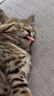 BOTH 烘焙猫粮 幼猫成猫全阶段 鸭肉梨泪痕管理 猫粮试吃200g 实拍图