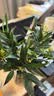花行榜驱蚊竹柏水培驱蚊植物盆栽办公室桌面花卉水养办公室绿植源头直发 实拍图