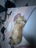 普安特宠物猫咪耳螨狗狗中耳炎耳痒耳臭马拉色菌复方制霉菌素耳膏邦芙宁 实拍图
