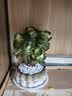 花翁室内客厅多肉绿植物花卉盆栽玉锦金钱木老桩（白莲花盆）源头直发 实拍图