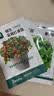 北蔬 草莓种子苗奶油草莓阳台种植秋冬四季水果籽 红颜草莓种子500粒 实拍图
