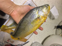三都港 冷冻黄花鱼净重600g/2条装 宁德大黄鱼 海鱼 生鲜鱼类 海鲜水产 实拍图