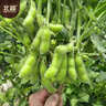 北蔬毛豆种子苗粒大鲜食大荚青黄豆菜豆四季种籽 淮鲜豆7号种子500g 实拍图