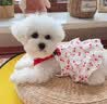 宜品达狗狗衣服夏季甜美可爱风连衣裙猫狗吊带蛋糕裙泰迪比熊透气蓬蓬裙 红色樱桃裙 L码-胸围45背长35【建议8-11斤】 实拍图