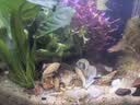 疯狂水草孔雀鱼活体水族宠物观赏鱼冷水耐活小型热带鱼淡水鱼苗 【混养套餐】孔雀鱼+神仙 实拍图