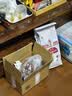 希宝原装进口肉块浓汤软包猫罐头海鲜盛宴成猫40g*12整盒装黑金妙鲜包 实拍图