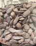 憨豆熊 瓜蒌子500g/罐 炒货休闲零食大颗粒瓜子罐装 实拍图
