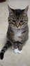 亿迪猫粮冻干幼猫成猫10斤全价英短蓝猫布偶老年猫国产通用全阶段5kg 实拍图