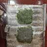 疯狂水草爬地矮珍珠1片水草植物鱼缸造景草坪趴地珍珠草阴性源头直发包邮 实拍图