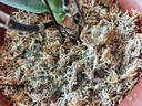 史丹利水苔150g 蝴蝶兰专用土干苔藓养兰花的营养土优质文石斛心兰乌龟 实拍图