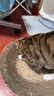 皇家幼猫猫粮 幼猫奶糕 K36 通用粮 4-12月 2KG 实拍图
